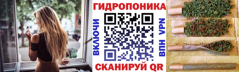 где найти наркотики  Шенкурск  Каннабис сатива 